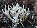 Helvella leucopus